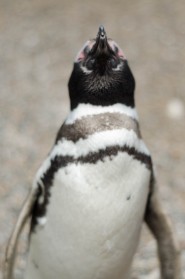 Pinguinera San Lorenzo #2